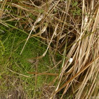 Eriocaulon brownianum Mart.